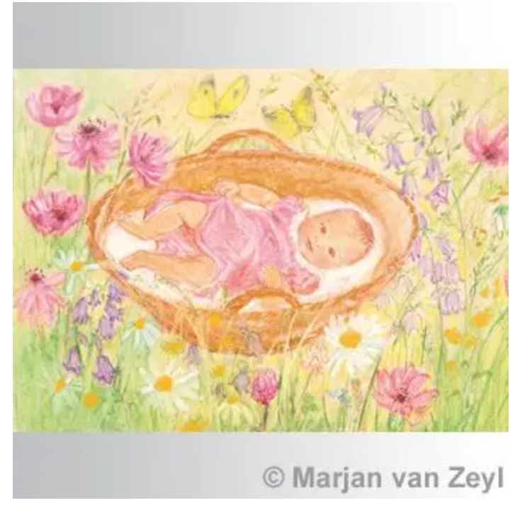 Baby in Basket 1 postcard-95254452