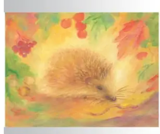 Hedgehog 1 postcard-95254426