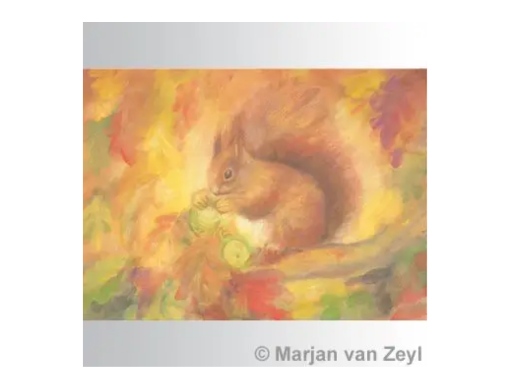 Squirrel postcard 1 pc.-5254425